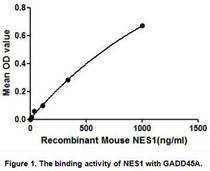 Nucb2 (Nucleobindin-2), a calcium-binding protein, is further cleaved into NES1 (Nesfatin-1). NES1 is an anorexigenic peptide and seems to participate in hypothalamic pathways regulating food intake and energy homeostasis, acting in a leptin-independent manner. GADD45A (Growth arrest and DNA damage-inducible protein GADD45 alpha) has been identified as an interactor of Nucb2. Besides, rat GADD45A shares similarities with mouse NES1 in amino acid sequence with the identity of 98%. Thus a binding ELISA assay was conducted to detect the interaction of recombinant mouse NES1 and recombinant rat GADD45A. Briefly, NES1 were diluted serially in PBS, with 0.01%BSA (pH 7.4). Duplicate samples of 100uL NES1 were then transferred to GADD45A-coated microtiter wells and incubated for 2h at 37℃. Wells were washed with PBST and incubated for 1h with anti-NES1 pAb, then aspirated and washed 3 times. After incubation with HRP labelled secondary antibody, wells were aspirated and washed 3 times. With the addition of substrate solution, wells were incubated 15-25 minutes at 37℃. Finally, add 50µL stop solution to the wells and read at 450nm immediately. The binding activity of NES1 and GADD45A was shown in Figure 1, and this effect was in a dose dependent manner.