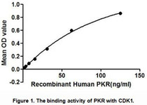 Protein Kinase R (PKR) is activated by double-stranded RNA (dsRNA), the synthesis of which is caused virally. PKR can also be activated by the protein PACT or by heparin. It plays a key role in the innate immune response to viral infection and is also involved in the regulation of signal transduction, apoptosis, cell proliferation and differentiation. Besides, Cyclin Dependent Kinase 1 (CDK1) has been identified as an interactor of PKR, thus a binding ELISA assay was conducted to detect the interaction of recombinant human PKR and recombinant human CDK1. Briefly, PKR were diluted serially in PBS, with 0.01% BSA (pH 7.4). Duplicate samples of 100uL were then transferred to CDK1-coated microtiter wells and incubated for 2h at 37℃. Wells were washed with PBST and incubated for 1h with anti-PKR pAb, then aspirated and washed 3 times. After incubation with HRP labelled secondary antibody, wells were aspirated and washed 3 times. With the addition of substrate solution, wells were incubated 15-25 minutes at 37℃. Finally, add 50µL stop solution to the wells and read at 450nm immediately. The binding activity of of PKR and CDK1 was shown in Figure 1, and this effect was in a dose dependent manner.