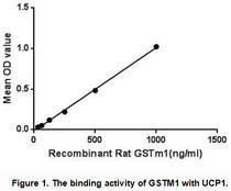 Glutathione S-transferase Mu 1 (GSTM1) belongs to the mu class. GSTM1 can detoxifying carcinogens, therapeutic drugs, environmental toxins and products of oxidative stress, by conjugation with glutathione. Besides, uncoupling Protein 1 (UCP1) has been identified as an interactor of GSTM1, thus a binding ELISA assay was conducted to detect the interaction of recombinant rat GSTM1 and recombinant rat UCP1. Briefly, GSTM1 were diluted serially in PBS, with 0.01% BSA (pH 7.4). Duplicate samples of 100uL were then transferred to UCP1-coated microtiter wells and incubated for 2h at 37℃. Wells were washed with PBST and incubated for 1h with anti-GSTM1 pAb, then aspirated and washed 3 times. After incubation with HRP labelled secondary antibody, wells were aspirated and washed 3 times. With the addition of substrate solution, wells were incubated 15-25 minutes at 37℃. Finally, add 50µL stop solution to the wells and read at 450nm immediately. The binding activity of of GSTM1 and UCP1 was shown in Figure 1, and this effect was in a dose dependent manner.