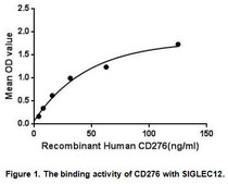 Cluster Of Differentiation 276 (CD276) also known as B7-H3 in human, is a member of the B7/CD28 superfamily of costimulatory molecules serving as an accessory modulator of T-cell response. B7 proteins are immunoglobulin (Ig) superfamily members with extracellular Ig-V-like and Ig-C-like domains and short cytoplasmic domains. Among the family members, they share about 20-40% amino acid (aa) sequence identity. CD276 may play a protective role in tumor cells by inhibiting natural-killer mediated cell lysis as well as a role of marker for detection of neuroblastoma cells. It has also been found to enhance the induction of primary cytotoxic T lymphocytes and stimulate IFN-gamma production. Besides, Sialic acid-binding Ig-like lectin 12 (SIGLEC12) has been identified as an interactor of CD276, thus a binding ELISA assay was conducted to detect the interaction of recombinant human CD276 and recombinant human SIGLEC12. Briefly, CD276 were diluted serially in PBS, with 0.01% BSA (pH 7.4). Duplicate samples of 100uL were then transferred to SIGLEC12-coated microtiter wells and incubated for 2h at 37℃. Wells were washed with PBST and incubated for 1h with anti-CD276 pAb, then aspirated and washed 3 times. After incubation with HRP labelled secondary antibody, wells were aspirated and washed 3 times. With the addition of substrate solution, wells were incubated 15-25 minutes at 37℃. Finally, add 50µL stop solution to the wells and read at 450nm immediately. The binding activity of CD276 and SIGLEC12 was shown in Figure 1, and this effect was in a dose dependent manner.