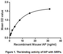 Integrin Associated Protein (IAP) also known as Cluster of Differentiation 47 (CD47) is a transmembrane protein. CD47 belongs to the immunoglobulin superfamily and partners with membrane integrins and also binds the ligands thrombospondin-1 (TSP-1) and signal-regulatory protein alpha (SIRPα). CD47 is involved in a range of cellular processes, including apoptosis, proliferation, adhesion, and migration. Furthermore, it plays a key role in immune and angiogenic responses. CD47 is ubiquitously expressed in human cells and has been found to be overexpressed in many different tumor cells. Besides, Signal Regulatory Protein Alpha (SIRPa) has been identified as an interactor of IAP, thus a binding ELISA assay was conducted to detect the interaction of recombinant mouse IAP and recombinant mouse SIRPa. Briefly, IAP were diluted serially in PBS, with 0.01% BSA (pH 7.4). Duplicate samples of 100uL were then transferred to SIRPa-coated microtiter wells and incubated for 2h at 37℃. Wells were washed with PBST and incubated for 1h with anti-IAP pAb, then aspirated and washed 3 times. After incubation with HRP labelled secondary antibody, wells were aspirated and washed 3 times. With the addition of substrate solution, wells were incubated 15-25 minutes at 37℃. Finally, add 50µL stop solution to the wells and read at 450nm immediately. The binding activity of IAP and SIRPa was shown in Figure 1, and this effect was in a dose dependent manner.