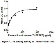TNFRSF7 (Tumor necrosis factor receptor superfamily member 7), also known as CD27 antigen, is a member of the TNF-receptor superfamily. This receptor is thought to be involved in tumor necrosis factor-activated receptor activity by binding with TNFs. Thus, a binding ELISA assay was conducted to detect the association of TNFRSF7 with TNFa. Briefly, recombinant human TNFRSF7 were diluted serially in PBS with 0.01%BSA (pH 7.4). Duplicate samples of 100uL were then transferred to TNFa-coated microtiter wells and incubated for 2h at 37°C. Wells were washed with PBST and incubated for 1h with anti-TNFRSF7 pAb, then aspirated and washed 3 times. After incubation with HRP labelled secondary antibody, wells were aspirated and washed 3 times. With the addition of substrate solution, wells were incubated 15-25 minutes at 37°C. Finally, add 50µL stop solution to the wells and read at 450nm immediately. The binding activity of TNFRSF7 with TNFa was shown in Figure 1 and this effect was in a dose dependent manner.