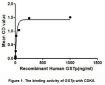 GSTp (Glutathione S-transferase P) is an enzyme that plays an important role in detoxification by catalyzing the conjugation of many hydrophobic and electrophilic compounds with reduced glutathione. GSTP1 is identified as a CDK5 (Cyclin dependent kinase-5) regulatory protein, and is thought to regulates negatively CDK5 activity via p25/p35 translocation. Thus a binding ELISA assay was conducted to detect the interaction of recombinant human GSTp and recombinant human CDK5. Briefly, GSTp were diluted serially in PBS, with 0.01%BSA (pH 7.4). Duplicate samples of 100uL were then transferred to CDK5-coated microtiter wells and incubated for 2h at 37°C. Wells were washed with PBST and incubated for 1h with anti-GSTp pAb, then aspirated and washed 3 times. After incubation with HRP labelled secondary antibody, wells were aspirated and washed 3 times. With the addition of substrate solution, wells were incubated 15-25 minutes at 37°C. Finally, add 50µL stop solution to the wells and read at 450nm immediately. The binding activity of of GSTp and CDK5 was shown in Figure 1, and this effect was in a dose dependent manner.