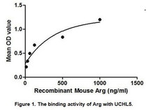 Arginase (Arg) is an enzyme that catalyzes the degradation of arginine to produce urea and omithine, which is crucial in the urea cycle. In most mammals, Two isozymes of this enzyme exist; the first, Arginase I, functions in the urea cycle, and is located primarily in the cytoplasm of the liver. The second isozyme, Arginase II, has been implicated in the regulation of the arginine/ornithine concentrations in the cell. Besides, Ubiquitin Carboxyl Terminal Hydrolase L5 (UCHL5) has been identified as an interactor of Arg, thus a binding ELISA assay was conducted to detect the interaction of recombinant mouse Arg and recombinant mouse UCHL5. Briefly, Arg were diluted serially in PBS, with 0.01% BSA (pH 7.4). Duplicate samples of 100uL were then transferred to UCHL5-coated microtiter wells and incubated for 2h at 37℃. Wells were washed with PBST and incubated for 1h with anti-Arg pAb, then aspirated and washed 3 times. After incubation with HRP labelled secondary antibody, wells were aspirated and washed 3 times. With the addition of substrate solution, wells were incubated 15-25 minutes at 37℃. Finally, add 50µL stop solution to the wells and read at 450nm immediately. The binding activity of of Arg and UCHL5 was shown in Figure 1, and this effect was in a dose dependent manner.