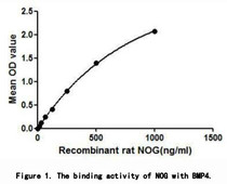 NOG (Noggin) is a signaling molecule that plays an important role in promoting somite patterning in the developing embryo, essential for cartilage morphogenesis and joint formation. It is considered as an inhibitor in bone morphogenetic proteins (BMP) signaling, by binding with BMP4, thus a binding ELISA assay was conducted to detect the association of recombinant rat NOG with BMP4. Briefly, NOG were diluted serially in PBS with 0.01%BSA (pH 7.4). Duplicate samples of 100uL were then transferred to BMP4-coated microtiter wells and incubated for 2h at 37°C. Wells were washed with PBST and incubated for 1h with anti-NOG pAb, then aspirated and washed 3 times. After incubation with HRP labelled secondary antibody, wells were aspirated and washed 3 times. With the addition of substrate solution, wells were incubated 15-25 minutes at 37°C. Finally, add 50µL stop solution to the wells and read at 450nm immediately. The binding activity of NOG with BMP4 was shown in Figure 1 and this effect was in a dose dependent manner.