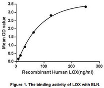 Lysyl oxidase (LOX) also known as protein-lysine 6-oxidase is an extracellular copper-dependent enzyme that catalyzes formation of aldehydes from lysine residues in collagen and elastin precursors. Its catalytic activity depends upon both its copper cofactor and a unique carbonyl cofactor and has been shown to extend to a variety of basic globular proteins, including histone H1. LOX plays a major role in connective tissue development and may also be important in neurological function. Lysyl oxidase has also proven crucial to the development of the respiratory system and the skin, the commitment step of adipocyte, and the formation of pluripotent stem cells during development. Its absence may lead to defects in the transforming growth factor beta superfamily of proteins, which control cell growth and differentiation. Besides, Elastin (ELN) has been identified as an interactor of LOX, thus a binding ELISA assay was conducted to detect the interaction of recombinant human LOX and recombinant human ELN. Briefly, LOX were diluted serially in PBS, with 0.01% BSA (pH 7.4). Duplicate samples of 100uL were then transferred to ELN-coated microtiter wells and incubated for 2h at 37℃. Wells were washed with PBST and incubated for 1h with anti-LOX pAb, then aspirated and washed 3 times. After incubation with HRP labelled secondary antibody, wells were aspirated and washed 3 times. With the addition of substrate solution, wells were incubated 15-25 minutes at 37℃. Finally, add 50µL stop solution to the wells and read at 450nm immediately. The binding activity of LOX and ELN was shown in Figure 1, and this effect was in a dose dependent manner.
