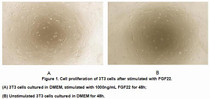 Active Fibroblast Growth Factor 22 (FGF22), RPU54957