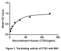 Cathepsin V (CTSV) is a lysosomal cysteine proteinase which belongs to peptidase C1 family. It is expressed in normal human thymus, testis and corneal epithelium. Cathepsin V plays an important role in corneal physiology and mediates degradation of invariant chain in human thymus. Besides, Retinoblastoma Protein 1 (RB1) has been identified as an interactor of CTSV, thus a binding ELISA assay was conducted to detect the interaction of recombinant human CTSV and recombinant human RB1. Briefly, CTSV were diluted serially in PBS, with 0.01% BSA (pH 7.4). Duplicate samples of 100uL were then transferred to RB1-coated microtiter wells and incubated for 2h at 37℃. Wells were washed with PBST and incubated for 1h with anti-CTSV pAb, then aspirated and washed 3 times. After incubation with HRP labelled secondary antibody, wells were aspirated and washed 3 times. With the addition of substrate solution, wells were incubated 15-25 minutes at 37℃. Finally, add 50µL stop solution to the wells and read at 450nm immediately. The binding activity of CTSV and RB1 was shown in Figure 1, and this effect was in a dose dependent manner.
