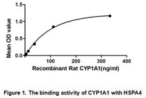 Cytochrome P450 1A1 (CYP1A1) is a member of Cytochromes P450 superfamily of enzymes. Cytochromes P450 are a group of heme-thiolate monooxygenases. It oxidizes a variety of structurally unrelated compounds, including steroids, fatty acids, and xenobiotics. CYP1A1 is also known as AHH (aryl hydrocarbon hydroxylase). It is involved in the metabolic activation of aromatic hydrocarbons (polycyclic aromatic hydrocarbons, PAH). Besides, Heat Shock 70kDa Protein 4 (HSPA4) has been identified as an interactor of CYP1A1, thus a binding ELISA assay was conducted to detect the interaction of recombinant rat CYP1A1 and recombinant rat HSPA4. Briefly, CYP1A1 were diluted serially in PBS, with 0.01% BSA (pH 7.4). Duplicate samples of 100uL were then transferred to HSPA4-coated microtiter wells and incubated for 2h at 37℃. Wells were washed with PBST and incubated for 1h with anti-CYP1A1 pAb, then aspirated and washed 3 times. After incubation with HRP labelled secondary antibody, wells were aspirated and washed 3 times. With the addition of substrate solution, wells were incubated 15-25 minutes at 37℃. Finally, add 50µL stop solution to the wells and read at 450nm immediately. The binding activity of of CYP1A1 and HSPA4 was shown in Figure 1, and this effect was in a dose dependent manner.