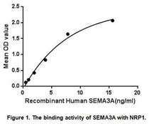 The Semaphorin 3A (SEMA3A) which belongs to the semaphorin family can function as either a chemorepulsive agent, inhibiting axonal outgrowth, or as a chemoattractive agent, stimulating the growth of apical dendrites. In both cases, the protein is vital for normal neuronal pattern development. Semaphorin 3A is secreted protein containing a Sema domain, an immunoglobulin C2-like domain and a basic domain near the carboxyl tail. It can be secreted by neurons and surrounding tissue to guide migrating cells and axons in the developing nervous system. Besides, Neuropilin 1 (NRP1) has been identified as an interactor of SEMA3A, thus a binding ELISA assay was conducted to detect the interaction of recombinant human SEMA3A and recombinant human NRP1. Briefly, SEMA3A were diluted serially in PBS, with 0.01% BSA (pH 7.4). Duplicate samples of 100uL were then transferred to NRP1-coated microtiter wells and incubated for 2h at 37℃. Wells were washed with PBST and incubated for 1h with anti-SEMA3A pAb, then aspirated and washed 3 times. After incubation with HRP labelled secondary antibody, wells were aspirated and washed 3 times. With the addition of substrate solution, wells were incubated 15-25 minutes at 37℃. Finally, add 50µL stop solution to the wells and read at 450nm immediately. The binding activity of SEMA3A and NRP1 was shown in Figure 1, and this effect was in a dose dependent manner.