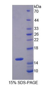 Figure 1. SDS-PAGE