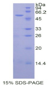 Figure 1. SDS-PAGE