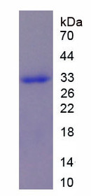 Figure 1. SDS-PAGE