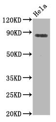 Western Blot; Positive WB detected in Hela whole cell lysate; All lanes Phospho-HSF1 antibody at 0.8µg/ml; Secondary; Goat polyclonal to rabbit IgG at 1/50000 dilution; Predicted band size: 82 KDa; Observed band size: 82 KDa;