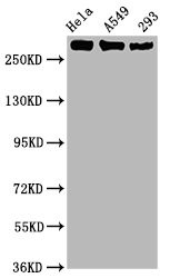 Western Blot; Positive WB detected in Hela whole cell lysate,A549 whole cell lysate,293 whole cell lysate; All lanes Phospho-POLR2A antibody at 1.02µg/ml; Secondary; Goat polyclonal to rabbit IgG at 1/50000 dilution; Predicted band size: 270 KDa; Observed band size: 270 KDa;