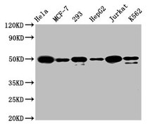 Western Blot; Positive WB detected in: Hela whole cell lysate, MCF-7 whole cell lysate, 293 whole cell lysate, HepG2 whole cell lysate, Jurkat whole cell lysate, K562 whole cell lysate; All lanes: ATF4 antibody at 1.6µg/ml; Secondary; Goat polyclonal to rabbit IgG at 1/50000 dilution; Predicted band size: 39 KDa; Observed band size: 50 KDa;