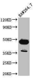 Western Blot; Positive WB detected in: RAW264.7 whole cell lysate; All lanes: GATA3 antibody at 1:1000; Secondary; Goat polyclonal to rabbit IgG at 1/50000 dilution; Predicted band size: 48, 49 kDa; Observed band size: 48 kDa;