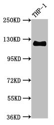 Western Blot; Positive WB detected in THP-1 whole cell lysate; All lanes CD31 antibody at 0.95µg/ml; Secondary; Goat polyclonal to rabbit IgG at 1/50000 dilution; Predicted band size: 125 KDa; Observed band size: 125 KDa;