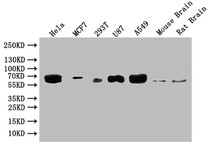 Western Blot; Positive WB detected in: Hela whole cell lysate, MCF-7 whole cell lysate, 293T whole cell lysate, U87 whole cell lysate; All lanes: GBA antibody at 1:2000; Secondary; Goat polyclonal to rabbit IgG at 1/50000 dilution; Predicted band size: 60, 58, 55, 51, 30 kDa; Observed band size: 60 kDa;