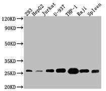 Western Blot; Positive WB detected in: 293 whole cell lysate, HepG2 whole cell lysate, Jurkat whole cell lysate, U-937 whole cell lysate, THP-1 whole cell lysate, Raji whole cell lysate, Mouse Spleen whole cell lysate; All lanes: Bcl-2 antibody at 1:1000; Secondary; Goat polyclonal to rabbit IgG at 1/50000 dilution; Predicted band size: 27, 23 kDa; Observed band size: 27 kDa;