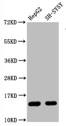 Western Blot; Positive WB detected in HepG2 whole cell lysate H-SY5Y whole cell lysate; All lanes Mono-methyl-Histone H3.1(R128)antibody at 0.87ug/ml; Secondary; Goat polyclonal to rabbit IgG at 1/50000 dilution; Predicted band size: 15 KDa; Observed band size: 15 KDa