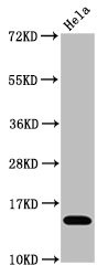 Western Blot; Positive WB detected in Hela whole cell lysate treated by 15mM sodium butyrate for 30min; All lanes Acetyl-Histone H3.1(K4)antibody at 1.1ug/ml; Secondary; Goat polyclonal to rabbit IgG at 1/50000 dilution; Predicted band size: 15 KDa; Observed band size: 15 KDa