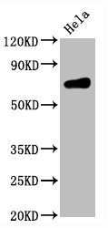 Western Blot; Positive WB detected in Hela whole cell lysate; All lanes CD86 antibody at 0.55ug/ml; Secondary; Goat polyclonal to rabbit IgG at 1/50000 dilution; Predicted band size: 70 KDa; Observed band size: 70 Kda