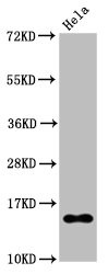 Western Blot; Positive WB detected in Hela whole cell lysate treated by 15mM sodium butyrate for 30min; All lanes Acetyl-Histone H2B type 1-B(K20)antibody at 0.135ug/ml; Secondary; Goat polyclonal to rabbit IgG at 1/50000 dilution; Predicted band size: 15 KDa; Observed band size: 15 KDa