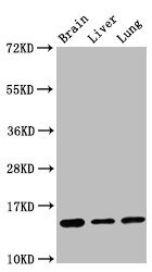 Western Blot; Positive WB detected in: Mouse brain tissue, Rat liver tissue, Rat lung tissue; All lanes: Histone H2B type 1-K antibody at 0.16ug/ml; Secondary; Goat polyclonal to rabbit IgG at 1/50000 dilution; Predicted band size: 14 KDa; Observed band size: 14 KDa