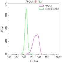 Overlay Peak curve showing HepG2 cells stained with RAC07152 (red line) at 1:50. The cells were fixed in 4% formaldehyde and permeated by 0.2% TritonX-100. Then 10% normal goat serum to block non-specific protein-protein interactions followed by the antibody (1ug/1*106cells) for 45min at 4?. The secondary antibody used was FITC-conjugated Goat Anti-rabbit IgG(H+L) at 1:200 dilution for 35min at 4?.Control antibody (green line) was rabbit IgG (1ug/1*106cells) used under the same conditions. Acquisition of >10,000 events was performed.