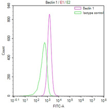 Overlay Peak curve showing RAJI cells stained with RAC07181 (red line) at 1:50. The cells were fixed in 4% formaldehyde and permeated by 0.2% TritonX-100. Then 10% normal goat serum to block non-specific protein-protein interactions followed by the antibody (1ug/1*106cells) for 45min at 4?. The secondary antibody used was FITC-conjugated Goat Anti-rabbit IgG(H+L) at 1:200 dilution for 35min at 4?.Control antibody (green line) was rabbit IgG (1ug/1*106cells) used under the same conditions. Acquisition of >10,000 events was performed.