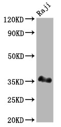 Western Blot; Positive WB detected in: Raji whole cell lysate; All lanes: BOB1 antibody at 1:2000; Secondary; Goat polyclonal to rabbit IgG at 1/50000 dilution; Predicted band size: 28 kDa; Observed band size: 35 kDa