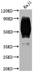 Western Blot; Positive WB detected in: Raji whole cell lysate; All lanes: CD80 antibody at 1:2000; Secondary; Goat polyclonal to rabbit IgG at 1/50000 dilution; Predicted band size: 34, 30, 19 kDa; Observed band size: 60 kDa