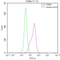 Overlay Peak curve showing A549 cells stained with RAC07244 (red line) at 1:50. The cells were fixed in 4% formaldehyde and permeated by 0.2% TritonX-100. Then 10% normal goat serum to block non-specific protein-protein interactions followed by the antibody (1ug/1*106cells) for 45min at 4?. The secondary antibody used was FITC-conjugated Goat Anti-rabbit IgG(H+L) at 1:200 dilution for 35min at 4?.Control antibody (green line) was rabbit IgG (1ug/1*106cells) used under the same conditions. Acquisition of >10,000 events was performed.