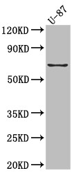 Western Blot; Positive WB detected in: U-87 whole cell lysate; All lanes: COX2 Antibody at 1:1000; Secondary; Goat polyclonal to rabbit IgG at 1/50000 dilution; Predicted band size: 69 kDa; Observed band size: 69 kDa
