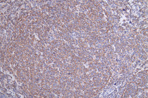 IHC image of RAC07263 diluted at 1:50 and staining in paraffin-embedded human tonsil tissue performed on a Leica BondTM system. After dewaxing and hydration, antigen retrieval was mediated by high pressure in a citrate buffer (pH 6.0). Section was blocked with 10% normal goat serum 30min at RT. Then primary antibody (1% BSA) was incubated at 4°C overnight. The primary is detected by a Goat anti-rabbit polymer IgG labeled by HRP and visualized using 0.17% DAB.