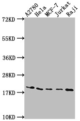 Western Blot; Positive WB detected in: A2780 whole cell lysate, Hela whole cell lysate, MCF-7 whole cell lysate, Jurkat whole cell lysate, Raji whole cell lysate; All lanes: EIF5A antibody at 1:2000; Secondary; Goat polyclonal to rabbit IgG at 1/50000 dilution; Predicted band size: 17, 21 kDa; Observed band size: 18 kDa