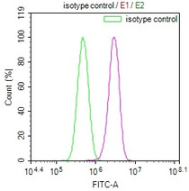 Overlay Peak curve showing PC3 cells stained with RAC07313 (red line) at 1:100. The cells were incubated in 10% normal goat serum to block non-specific protein-protein interactions followed by the antibody (1ug/1*106cells) for 45min at 4?. The secondary antibody used was FITC-conjugated Goat Anti-rabbit IgG(H+L) at 1:200 dilution for 35min at 4?.Control antibody (green line) was rabbit IgG (1ug/1*106cells) used under the same conditions. Acquisition of >10,000 events was performed.