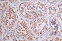 IHC image of RAC07317 diluted at 1:50 and staining in paraffin-embedded human testis tissue performed on a Leica BondTM system. After dewaxing and hydration, antigen retrieval was mediated by high pressure in a citrate buffer (pH 6.0). Section was blocked with 10% normal goat serum 30min at RT. Then primary antibody (1% BSA) was incubated at 4°C overnight. The primary is detected by a Goat anti-rabbit polymer IgG labeled by HRP and visualized using 0.23% DAB.