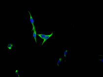 Immunofluorescence staining of HepG2 Cells with RAC07338 at 1:50, counter-stained with DAPI. The cells were fixed in 4% formaldehyde, permeated by 0.2% TritonX-100, and blocked in 10% normal Goat Serum. The cells were then incubated with the antibody overnight at 4?. Nuclear DNA was labeled in blue with DAPI. The secondary antibody was FITC-conjugated AffiniPure Goat Anti-Rabbit IgG (H+L).