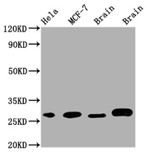 Western Blot; Positive WB detected in: Hela whole cell lysate, MCF-7 whole cell lysate, Mouse Brain whole cell lysate, Rat Brain whole cell lysate; All lanes: GRB2 antibody at 1:1000; Secondary; Goat polyclonal to rabbit IgG at 1/50000 dilution; Predicted band size: 26, 21 kDa; Observed band size: 28 kDa