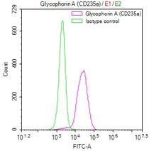 Overlay Peak curve showing K562 cells stained with RAC07385 (red line) at 1:50. The cells were fixed in 4% formaldehyde and permeated by 0.2% TritonX-100. Then 10% normal goat serum to block non-specific protein-protein interactions followed by the antibody (1ug/1*106cells) for 45min at 4?. The secondary antibody used was FITC-conjugated Goat Anti-rabbit IgG(H+L) at 1:200 dilution for 35min at 4?.Control antibody (green line) was rabbit IgG (1ug/1*106cells) used under the same conditions. Acquisition of >10,000 events was performed.