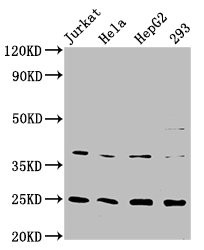 Western Blot; Positive WB detected in: Jurkat whole cell lysate, Hela whole cell lysate, HepG2 whole cell lysate, 293 whole cell lysate; All lanes: HAMP antibody at 2.15ug/ml; Secondary; Goat polyclonal to rabbit IgG at 1/50000 dilution; Predicted band size: 10 KDa; Observed band size: 25 KDa