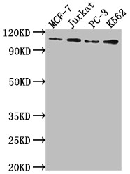 Western Blot; Positive WB detected in: MCF-7 whole cell lysate, Jurkat whole cell lysate, PC-3 whole cell lysate, K562 whole cell lysate; All lanes: KDM1A antibody at 1:2000; Secondary; Goat polyclonal to rabbit IgG at 1/50000 dilution; Predicted band size: 93, 96 kDa; Observed band size: 110 kDa