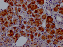 IHC image of RAC07476 diluted at 1:100 and staining in paraffin-embedded human salivary gland tissue performed on a Leica BondTM system. After dewaxing and hydration, antigen retrieval was mediated by high pressure in a citrate buffer (pH 6.0). Section was blocked with 10% normal goat serum 30min at RT. Then primary antibody (1% BSA) was incubated at 4? overnight. The primary is detected by a Goat anti-rabbit IgG polymer labeled by HRP and visualized using 0.05% DAB.