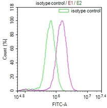 Overlay Peak curve showing MCF7 cells stained with RAC07490 (red line) at 1:100. The cells were fixed in 4% formaldehyde and permeated by 0.2% TritonX-100. Then 10% normal goat serum to block non-specific protein-protein interactions followed by the antibody (1ug/1*106cells) for 45min at 4?. The secondary antibody used was FITC-conjugated Goat Anti-rabbit IgG(H+L) at 1:200 dilution for 35min at 4?.Control antibody (green line) was rabbit IgG (1ug/1*106cells) used under the same conditions. Acquisition of >10,000 events was performed.
