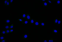 Immunofluorescence staining of HepG2 with RAC07494 at 1:25, counter-stained with DAPI. The cells were fixed in 4% formaldehyde and blocked in 10% normal Goat Serum. The cells were then incubated with the antibody overnight at 4°C. The secondary antibody was Alexa Fluor 505-congugated AffiniPure Goat Anti-Rabbit IgG(H+L).