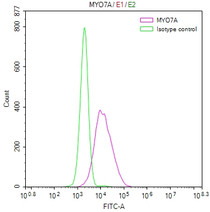 Overlay Peak curve showing HepG2 cells stained with RAC07535 (red line) at 1:50. The cells were fixed in 4% formaldehyde and permeated by 0.2% TritonX-100. Then 10% normal goat serum to block non-specific protein-protein interactions followed by the antibody (1ug/1*106cells) for 45min at 4?. The secondary antibody used was FITC-conjugated Goat Anti-rabbit IgG(H+L) at 1:200 dilution for 35min at 4?.Control antibody (green line) was rabbit IgG (1ug/1*106cells) used under the same conditions. Acquisition of >10,000 events was performed.