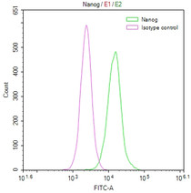 Overlay Peak curve showing Hela cells stained with RAC07538 (red line) at 1:50. The cells were fixed in 4% formaldehyde and permeated by 0.2% TritonX-100. Then 10% normal goat serum to block non-specific protein-protein interactions followed by the antibody (1ug/1*106cells) for 45min at 4?. The secondary antibody used was FITC-conjugated Goat Anti-rabbit IgG(H+L) at 1:200 dilution for 35min at 4?.Control antibody (green line) was rabbit IgG (1ug/1*106cells) used under the same conditions. Acquisition of >10,000 events was performed.