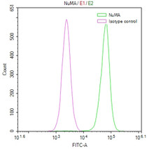 Overlay Peak curve showing Hela cells stained with RAC07559 (red line) at 1:50. The cells were fixed in 4% formaldehyde and permeated by 0.2% TritonX-100. Then 10% normal goat serum to block non-specific protein-protein interactions followed by the antibody (1ug/1*106cells) for 45min at 4?. The secondary antibody used was FITC-conjugated Goat Anti-rabbit IgG(H+L) at 1:200 dilution for 35min at 4?.Control antibody (green line) was rabbit IgG (1ug/1*106cells) used under the same conditions. Acquisition of >10,000 events was performed.